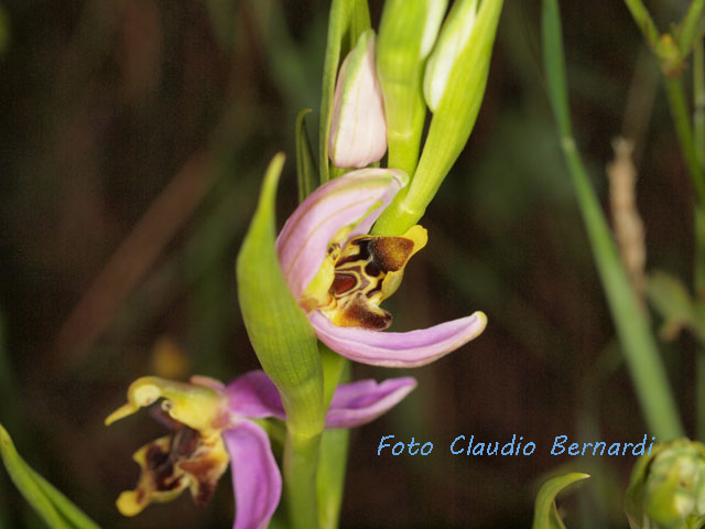 Ophrys apifera in boccio